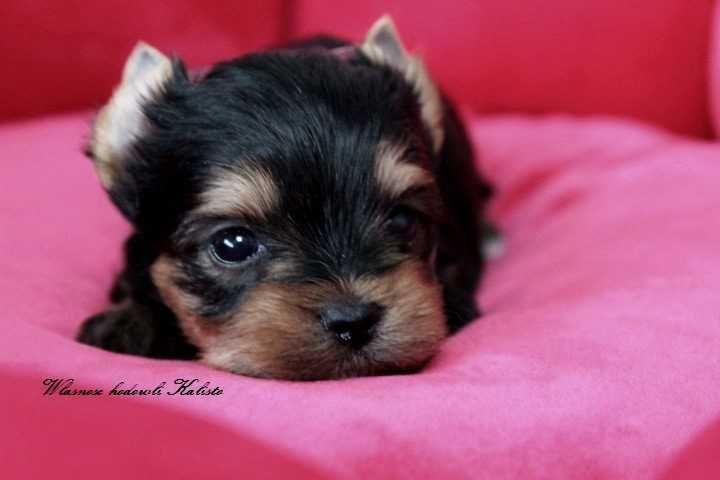 Yorkshire Terrier York Piesek