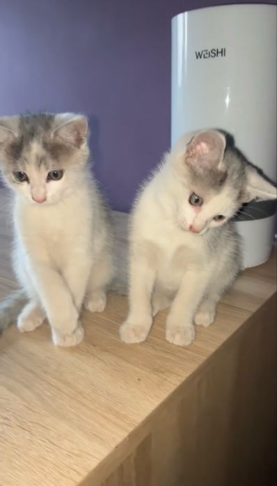 REZERWACJA/oddam kotki w dobre ręce