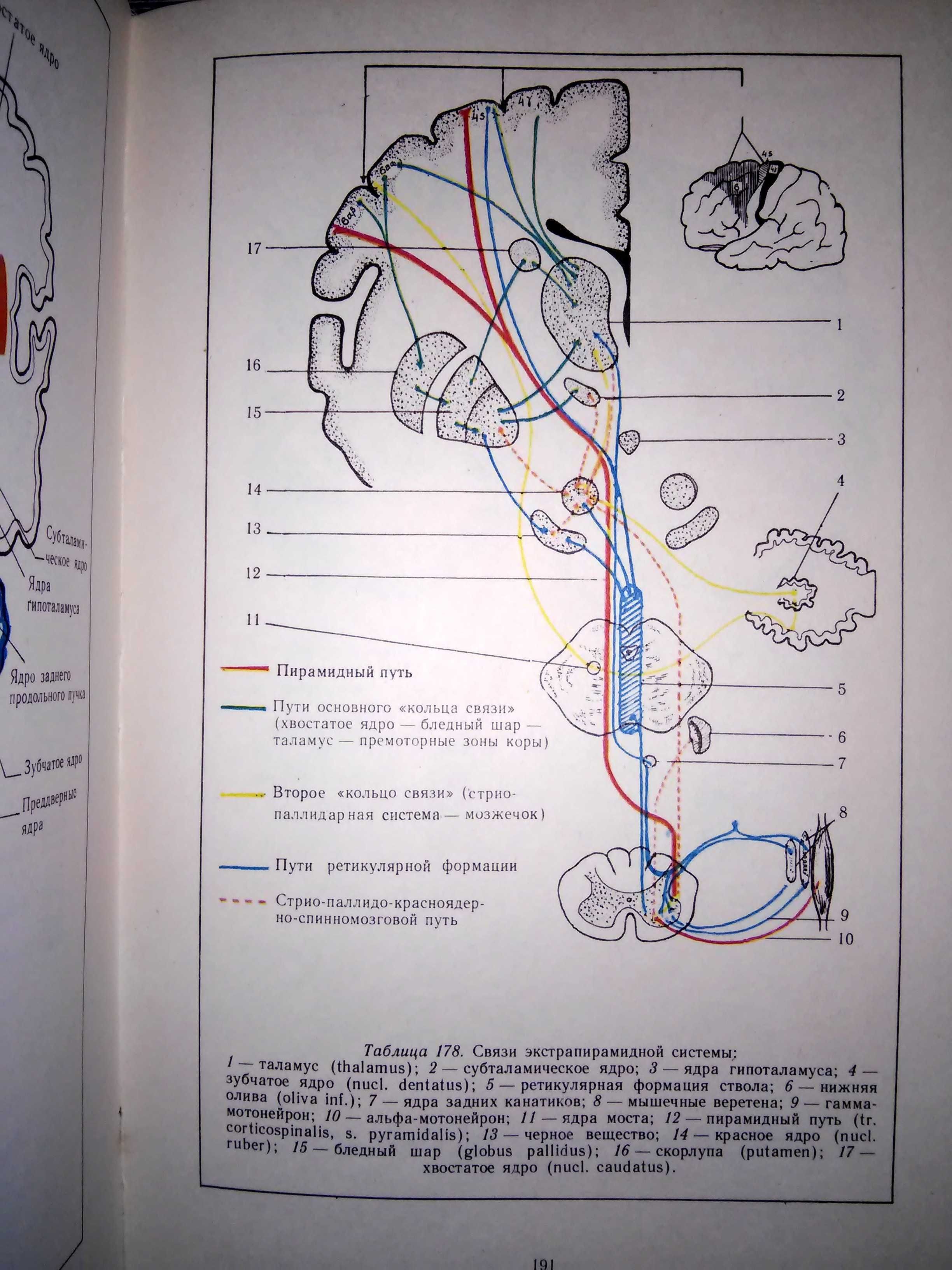 Сандригайло Анатомо-клинический атлас невропатологии 2-е изд. 1988