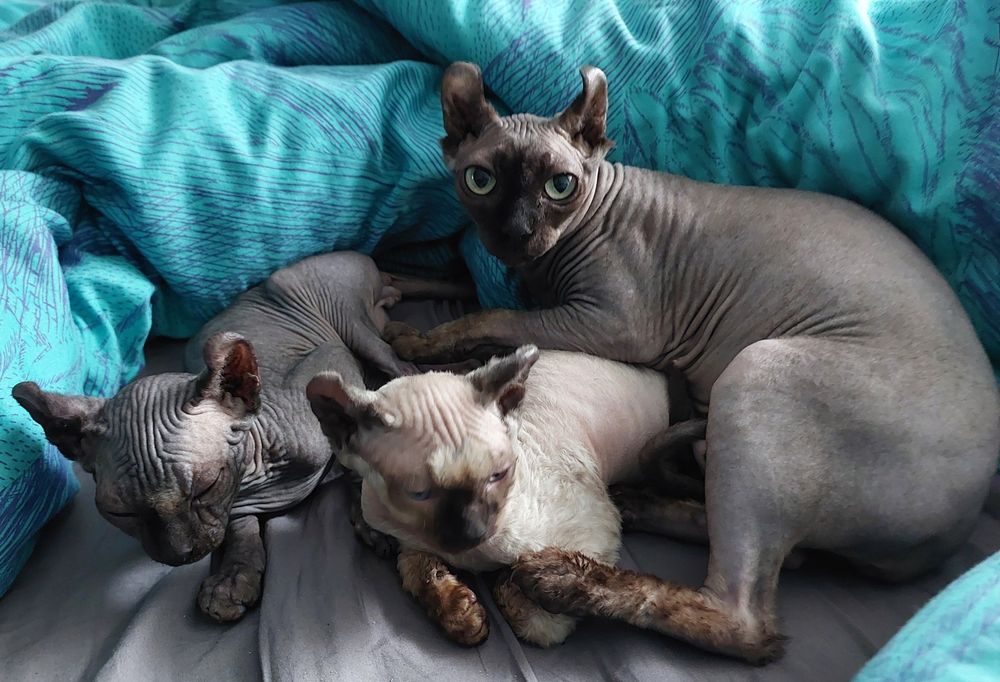 Эльфы мальчик и девочка.