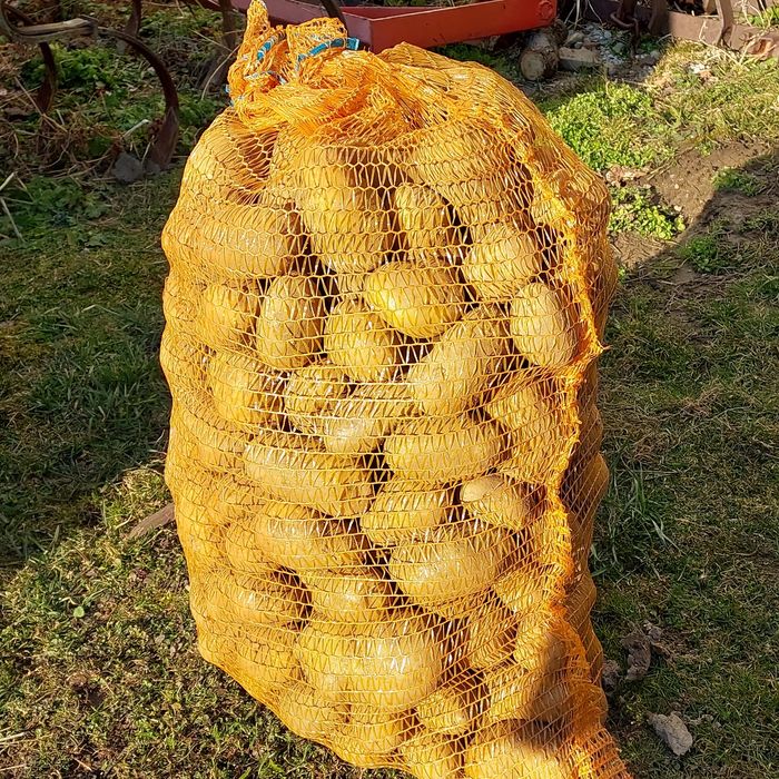 Ziemniaki Jadalne Queen Anne