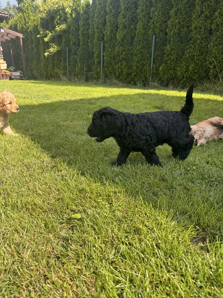Golden Doodle f1 b