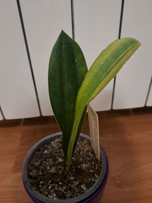 Сансевієрія "Сенегамбіка"