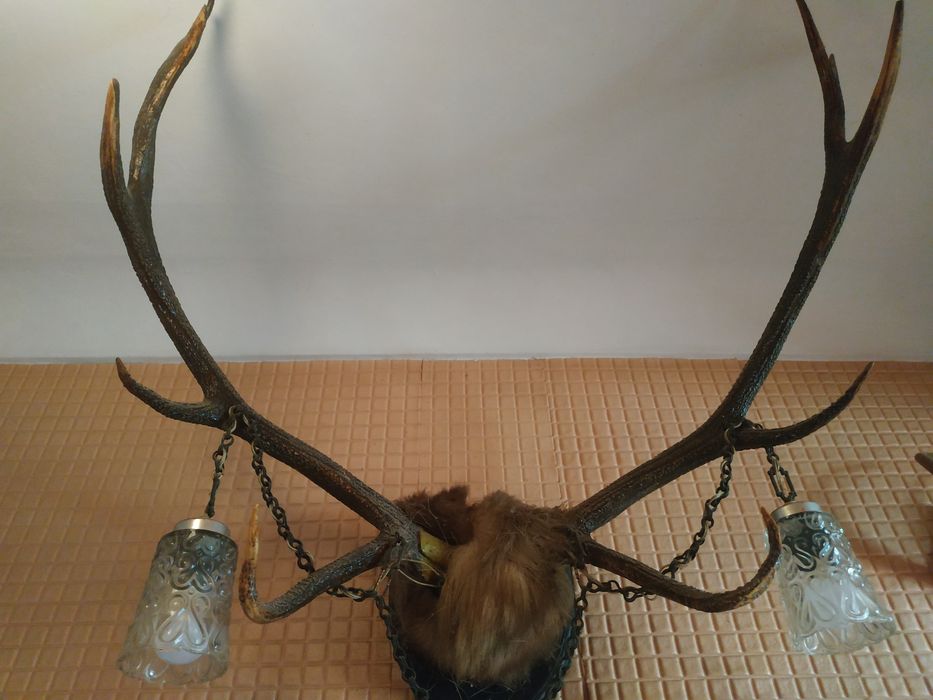 Колекційні роги благородного оленя.