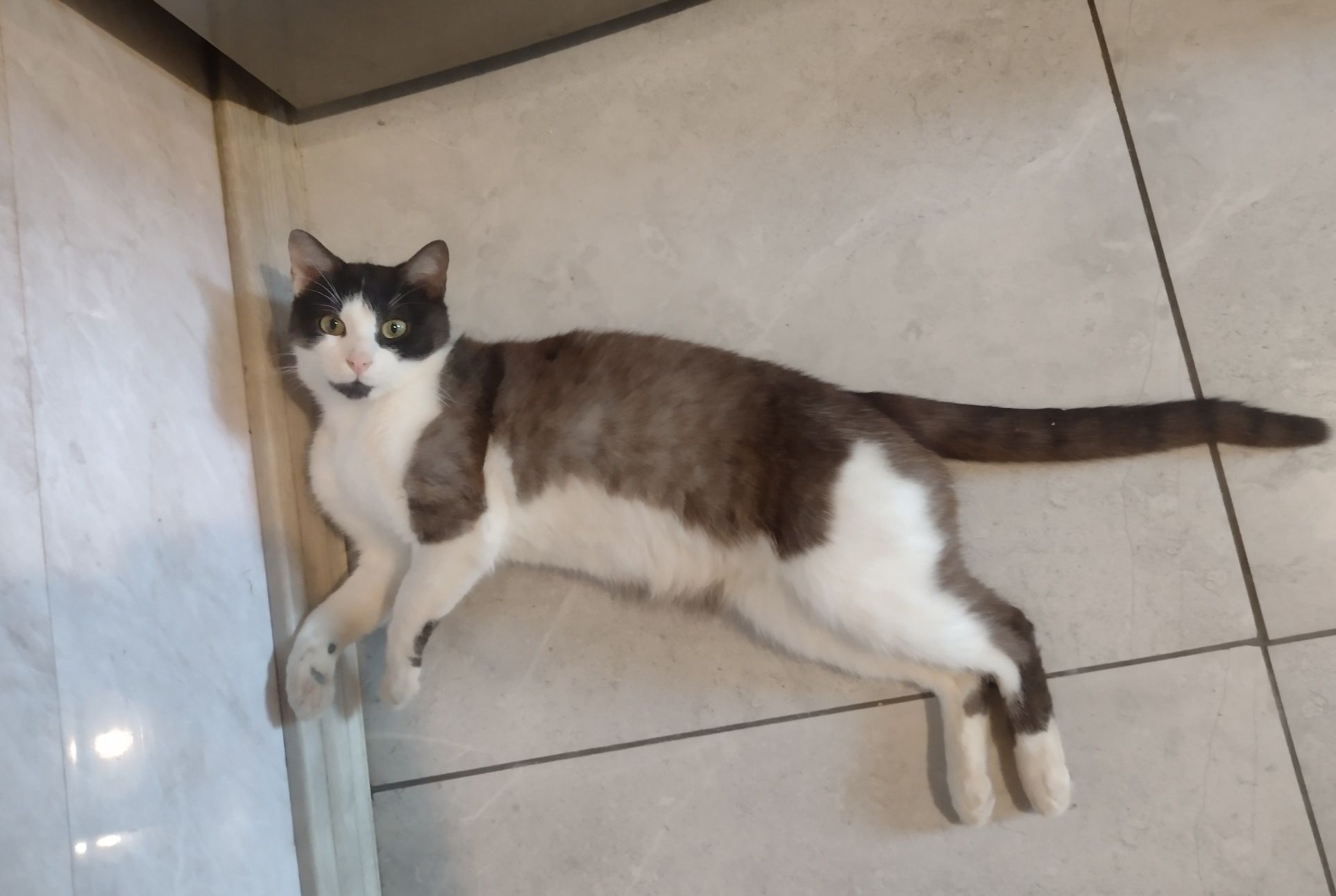 Łaciaty Tymianek do adopcji