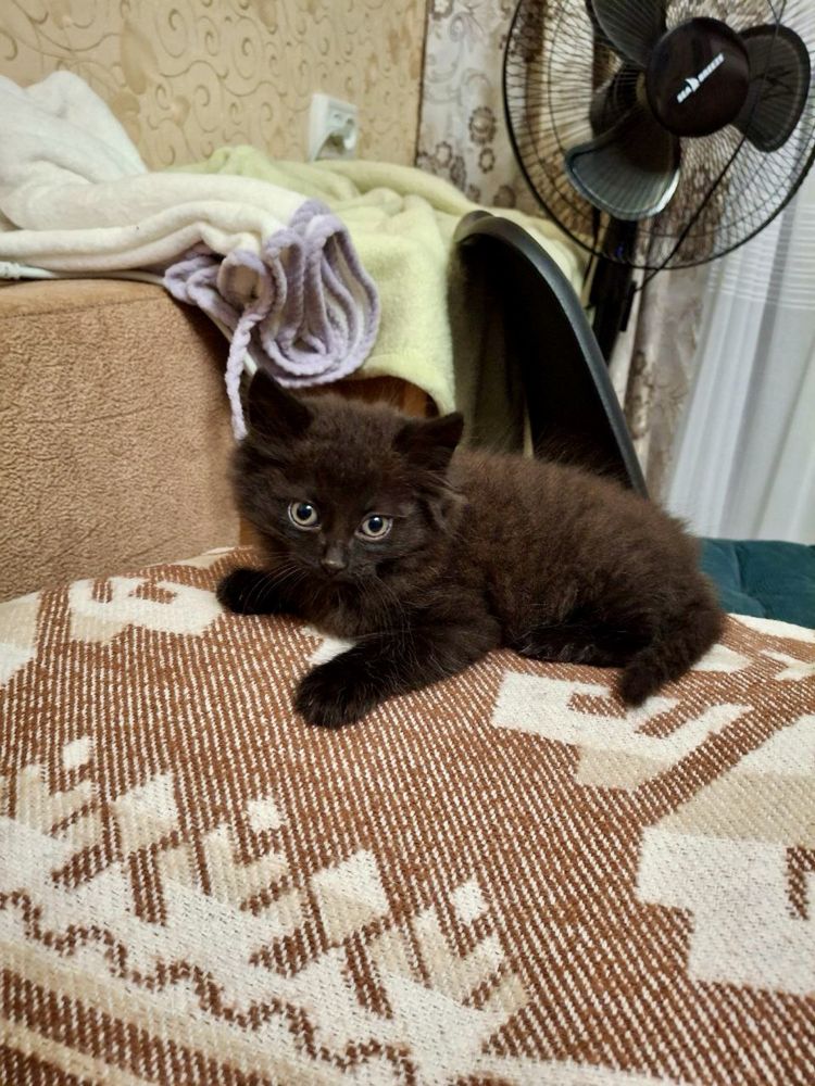 віддам кошеня котика безкоштовно