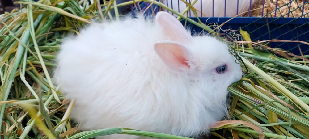 Білий ангорський декоративний кролик