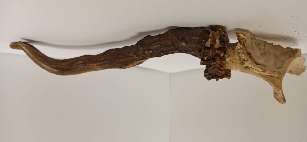 Niewielkie rogi, prawdopodobnie jelenie