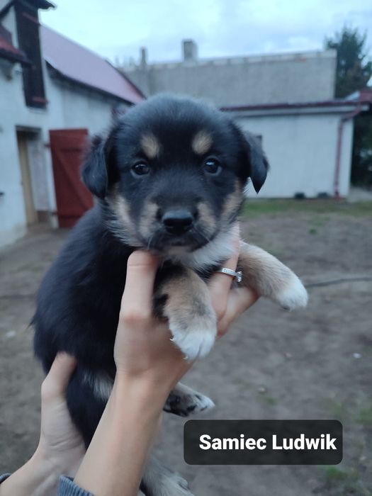 Szczeniak do adopcji