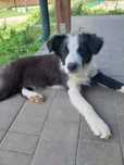 Rasowy Pies Border Collie