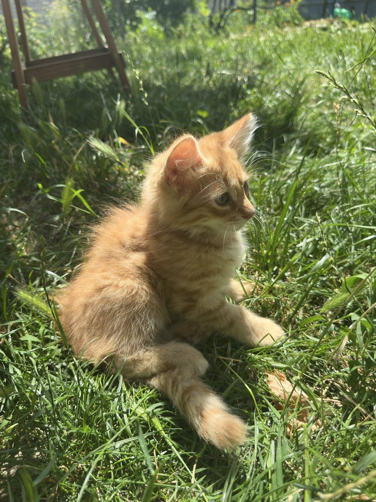 Руде і біле кошеня, хлопчики