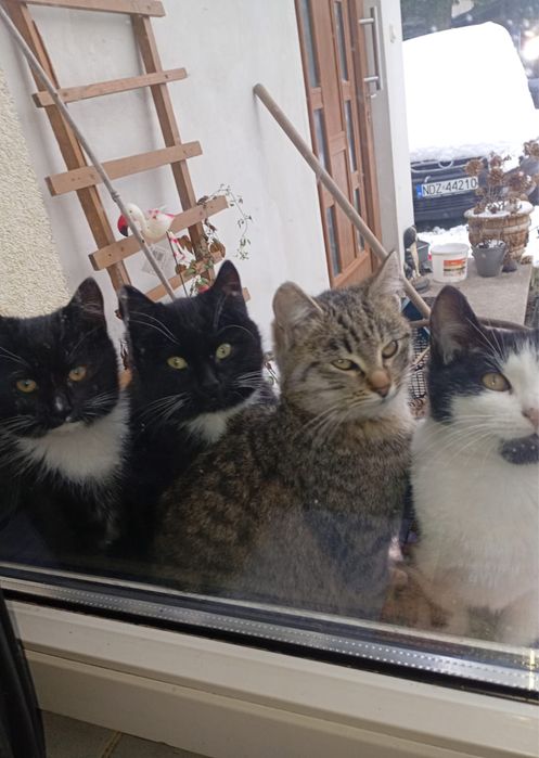 Koty małe cztery miesiące za darmo