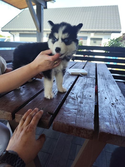 Śliczna suczka Syberian Husky