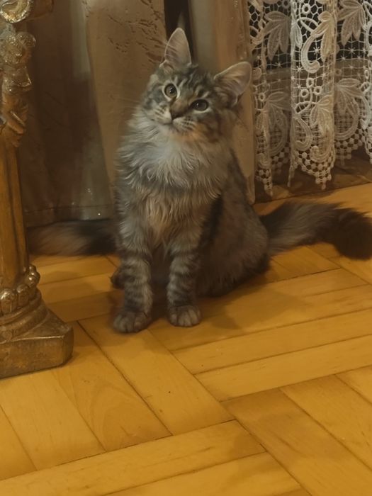 Nala- Przepiękna kotka Maine Coon z legalnej hodowli / FPL