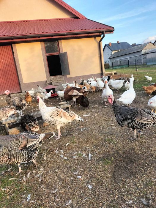 Sprzedam Indyki z wolnego wybiegu