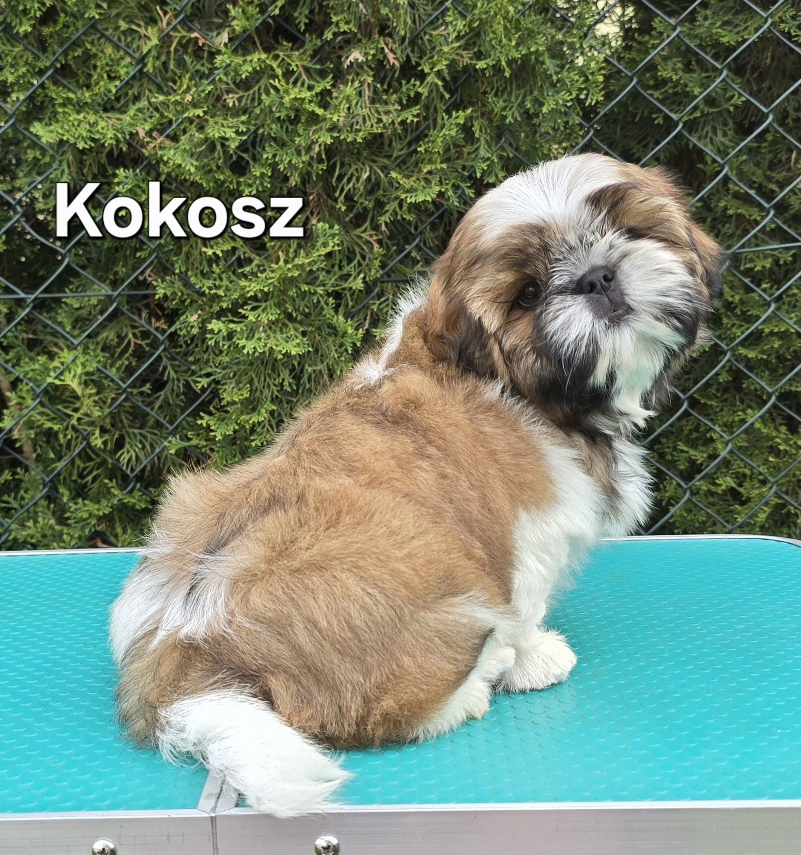 Piesek Shih tzu ZKWP