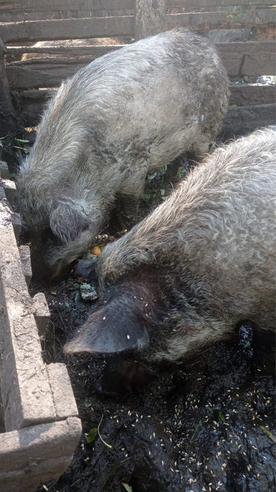 Свиноматки Кармали