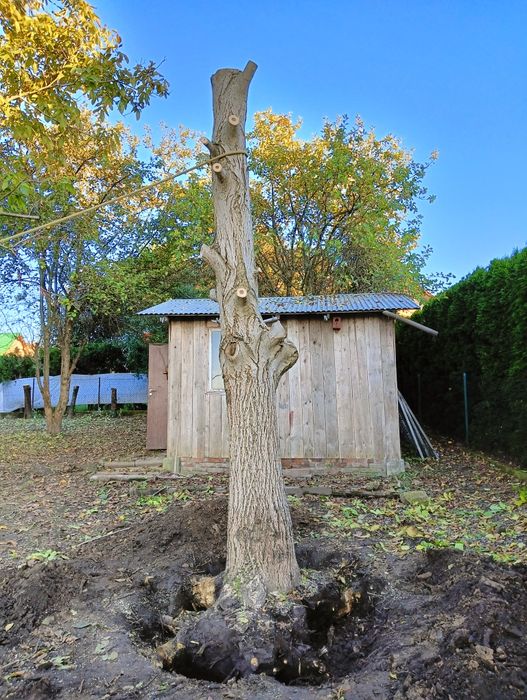 Orzech włoski pień drzewa