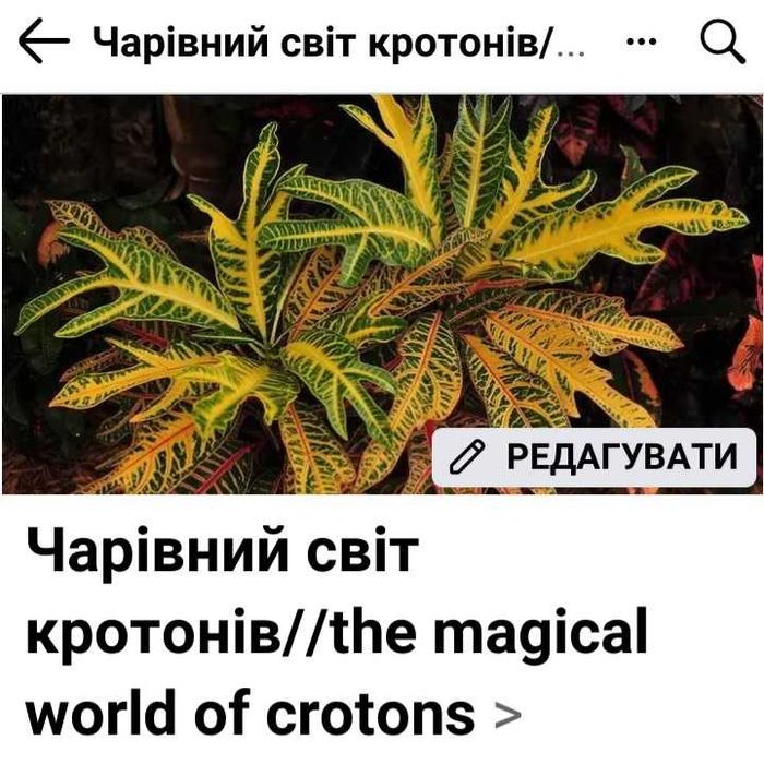 Кротон ,неймовірно яскраві кротони, різні сорти