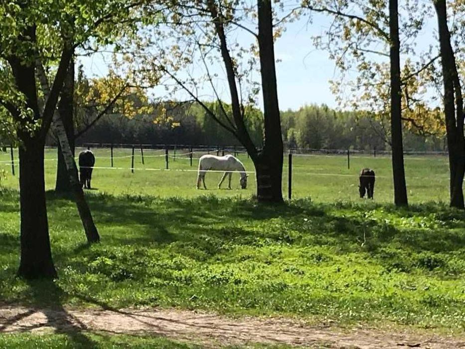 Dom, stajnia, siedlisko, 4,7 ha