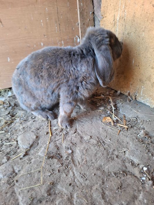 Samica baran francuski kotna