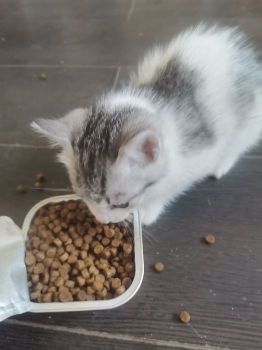 Gatinha para adopcao
