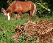 estrume de cavalo