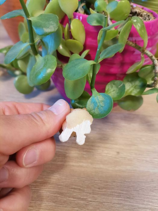 Mała ozdobna figurka - mops