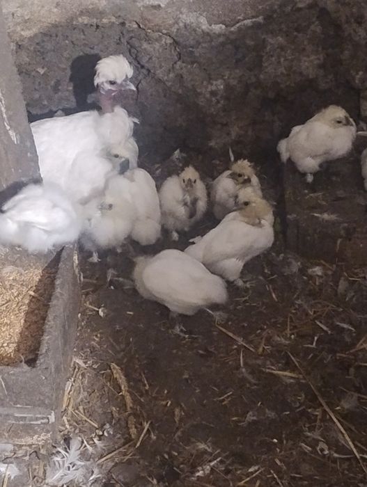 Silki,silki goloszyjki