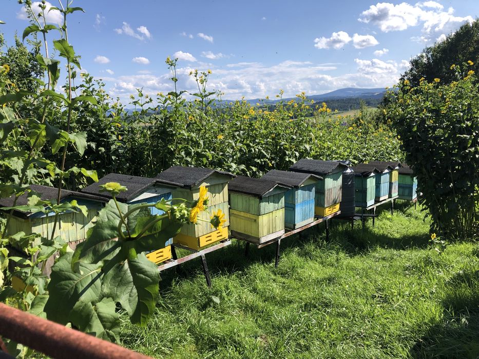 Pszczoly odklady rodziny przezimowane pszczele ramka wielkopolska