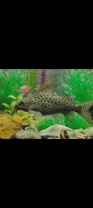 Zamienię na inne rybki