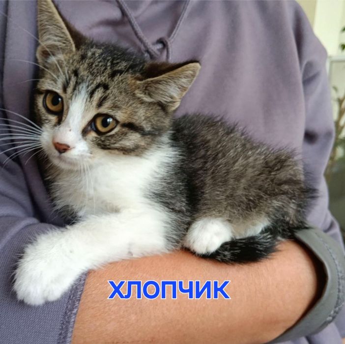 Гарні кошенята 2 міс в добрі родини