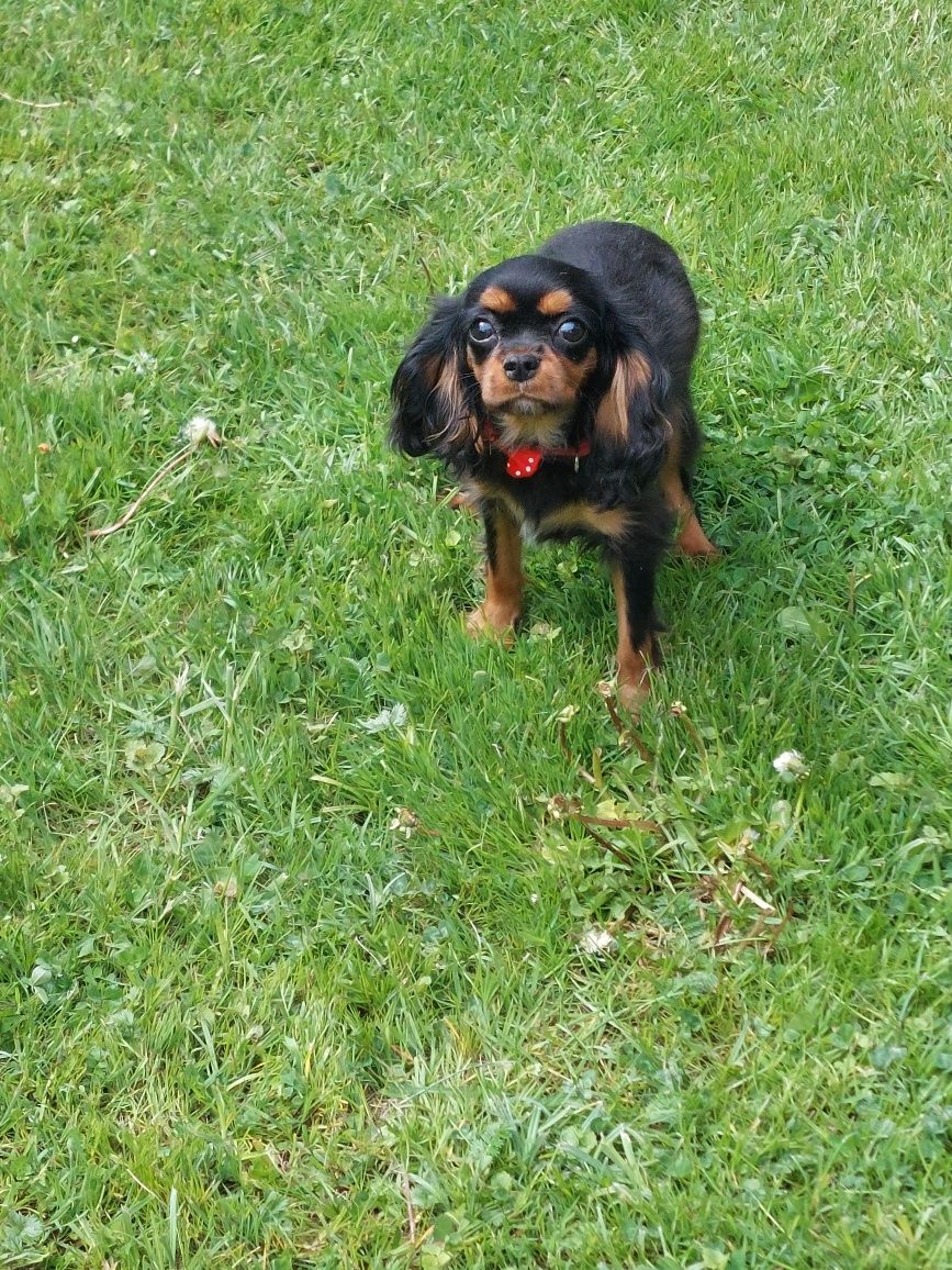 Cavalier King Charles spaniel suczka z rodowodem SWKIPR