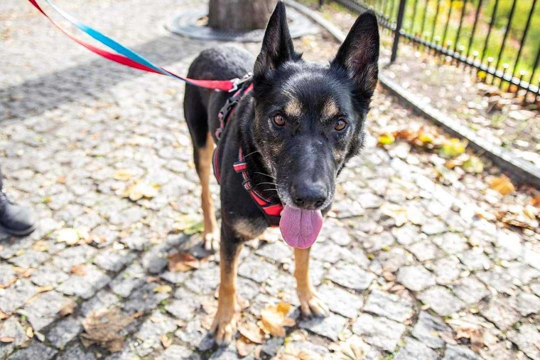 Cudowny owczarek poleca się do adopcji!