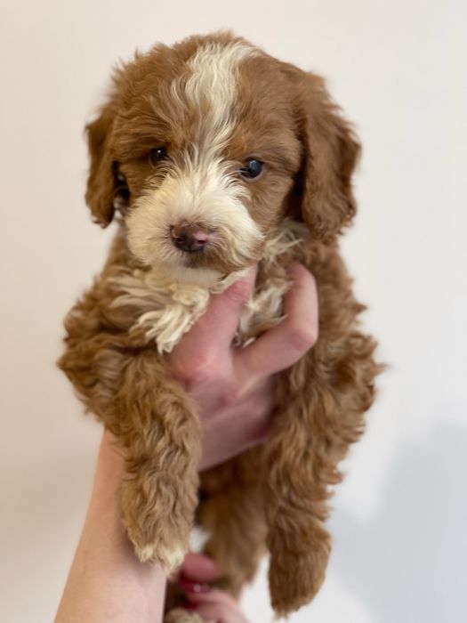 Goldendoodle f1b Medium - badania genetyczne