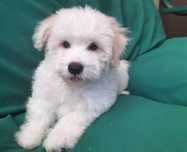 Coton de tulear .Teddy -  po zdrowych rodzicach. Prawdziwy rodowód.