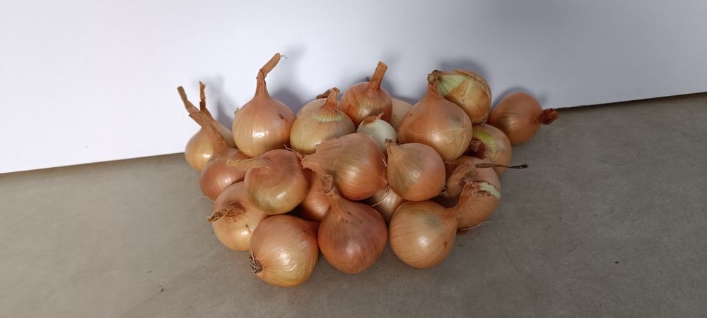 Cebula tegoroczna 5 kg