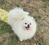 Szpic miniaturowy- Pomeranian suka hodowlana z uprawnieniami ZKwP FCI
