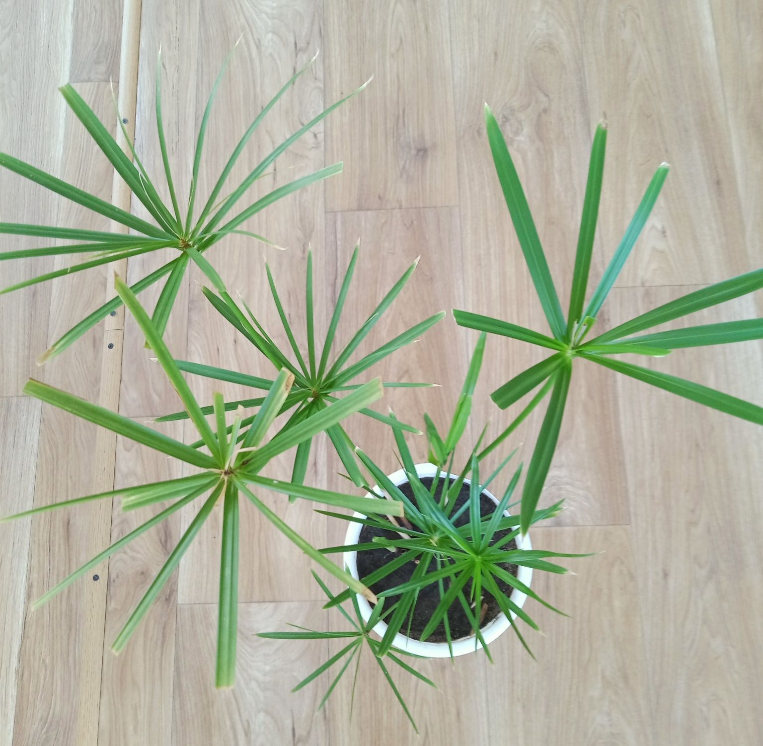 Пальма Циперус декоративное  комнатное растение