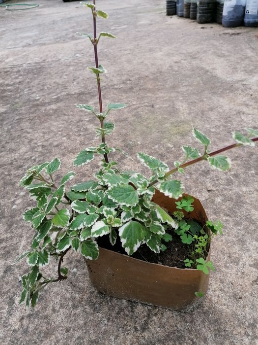 Aromáticas diversas