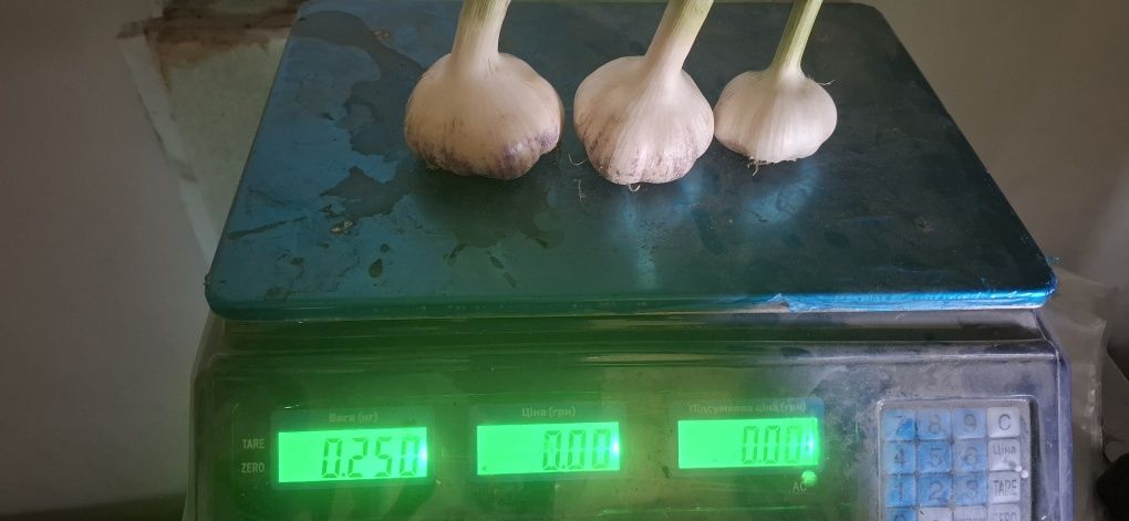 Продам домашній часник – смачний, ароматний, без хімії