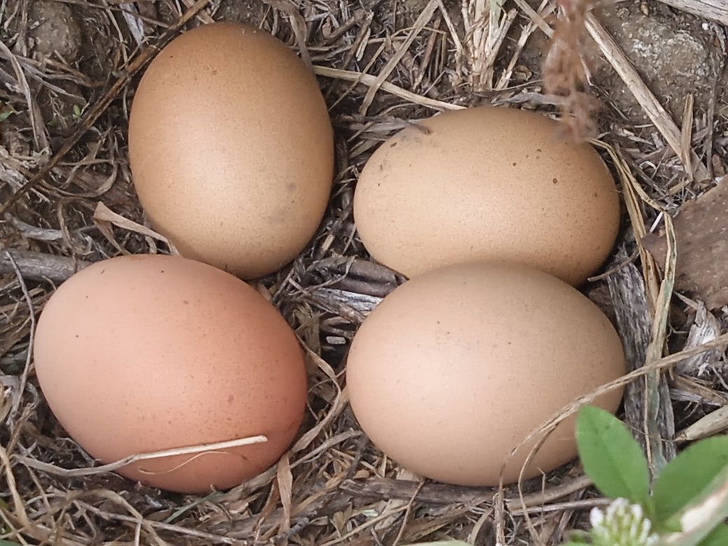 Ovos biológicos do campo, Alentejo