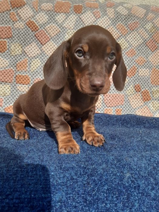 Jamnik czekoladowy szczeniak