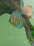 Paletka Dyskowiec red turkus