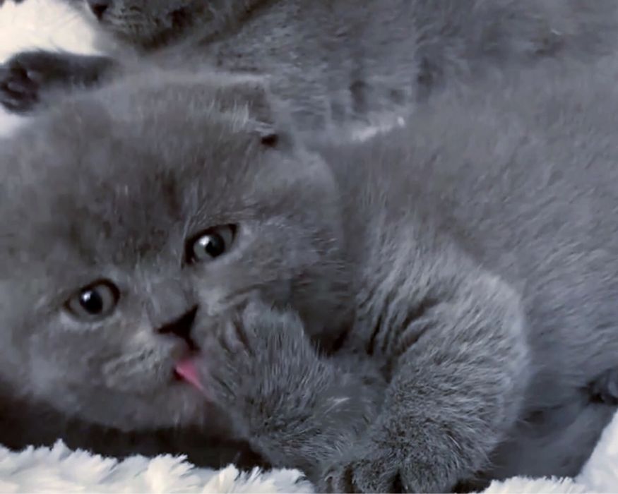 Вислоухі кошенята, синього забарвлення