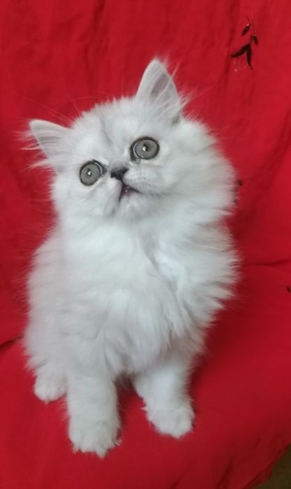Серебристый котёнок девочка 2 месяца хайленд
