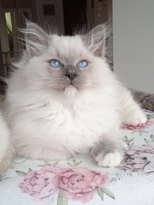 Kotka Ragdoll blue mitted z legalnej hodowli