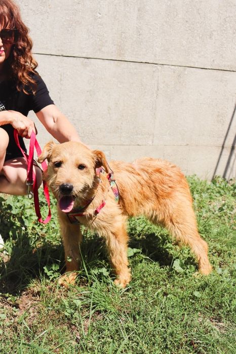 Lola szorstkowłosyla 4 letnia