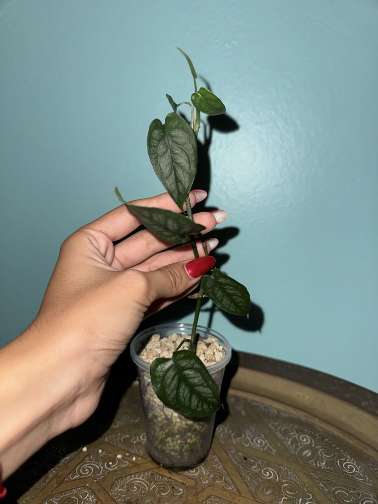 Plantas raras - últimas oportunidades