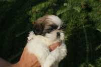 Piesek shih-tzu tricolor